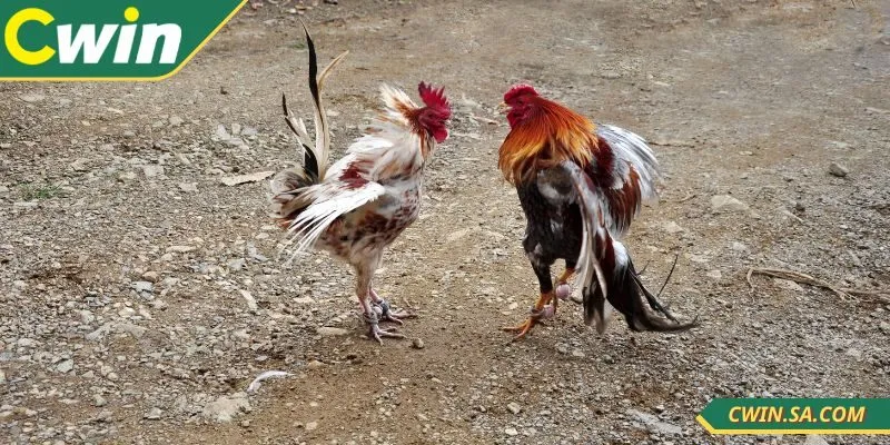 Cách Xem Đá Gà Tại Cwin Hướng Dẫn Toàn Tập Dễ Hiểu Nhất 2 Cách xem đá gà tại CWIN được nhiều người quan tâm