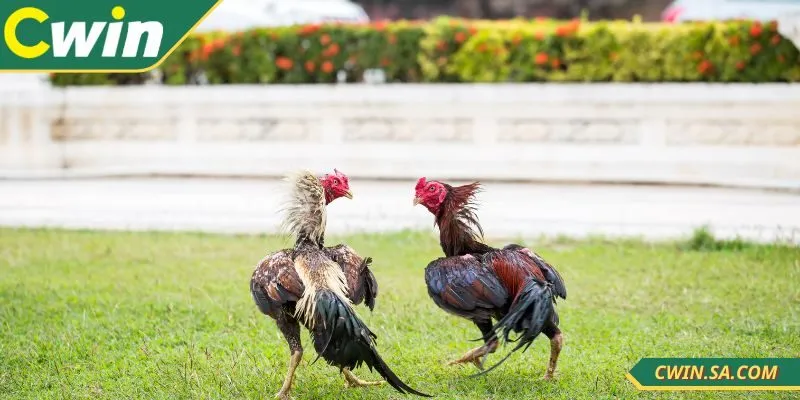 Tham gia cá cược với nhiều ưu điểm từ nhà cái