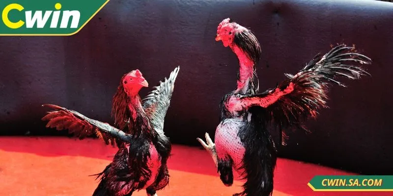 CWIN đá gà Campuchia được đông đảo người dùng yêu thích