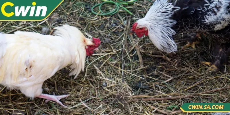 Đặt cược cho chiến kê có sức mạnh nhỉnh hơn