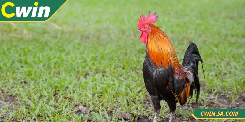 Đá Gà Live CWIN Với Trải Nghiệm Chân Thực Kịch Tính 2 Đá gà live CWIN được đông đảo người dùng yêu thích