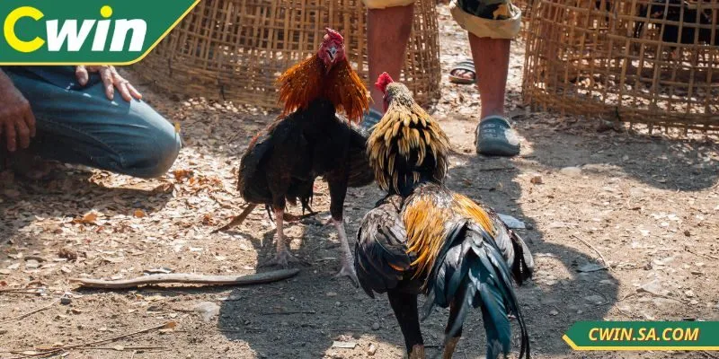 Bỏ túi những kinh nghiệm chơi nhanh thắng nhất